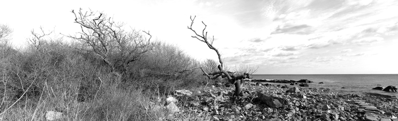 Illustration for article titled 27 Photos Of Barenaked Trees